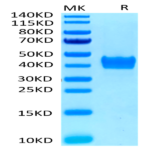Human CD52 Protein (CD5-HM352)