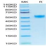Mouse CD5 Protein (CD5-MM101)