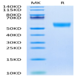 Biotinylated Mouse CD5 Protein (Primary Amine Labeling) (CD5-MM101B)