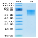 Mouse CD55 Protein (CD5-MM105)