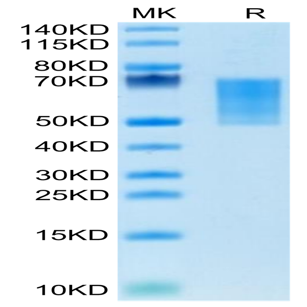 Mouse CD55 Protein (CD5-MM105)
