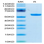 Biotinylated Rhesus macaque CD5 Protein (CD5-RM405B)