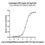 Cynomolgus CD27 Ligand/CD70 Protein BP004302 Syd Labs