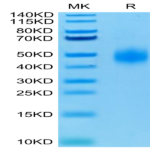 Human CD47 Protein (CD7-HM147)