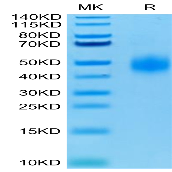 Human CD47 Protein (CD7-HM147)