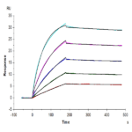 Human IL-17R alpha/CD217 Protein BP004289 Syd Labs