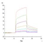 Mouse CD47 Protein BP005040 Syd Labs