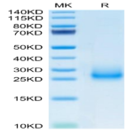 Mouse CD7 Protein BP004632 Syd Labs