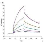 Mouse CD47 Protein BP004182 Syd Labs