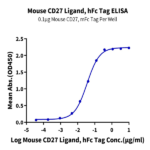 Mouse CD27 Ligand/CD70 Protein BP004245 Syd Labs
