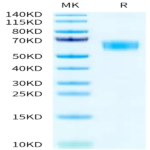 Rat CD47 Protein (CD7-RM247)