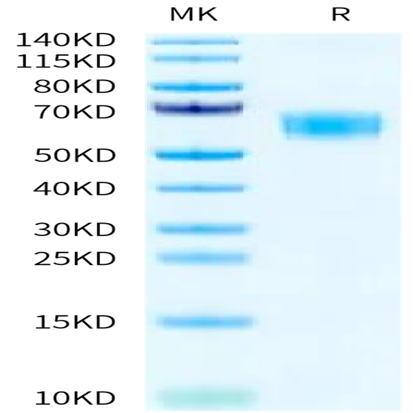 Rat CD47 Protein (CD7-RM247)