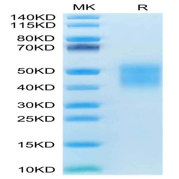 Canine CD28 Protein (CD8-CM128)