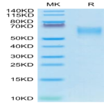 Canine CD28 Protein (CD8-CM328)