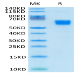 Human/Cynomolgus/Rhesus macaque CD28 Protein (CD8-HM228)