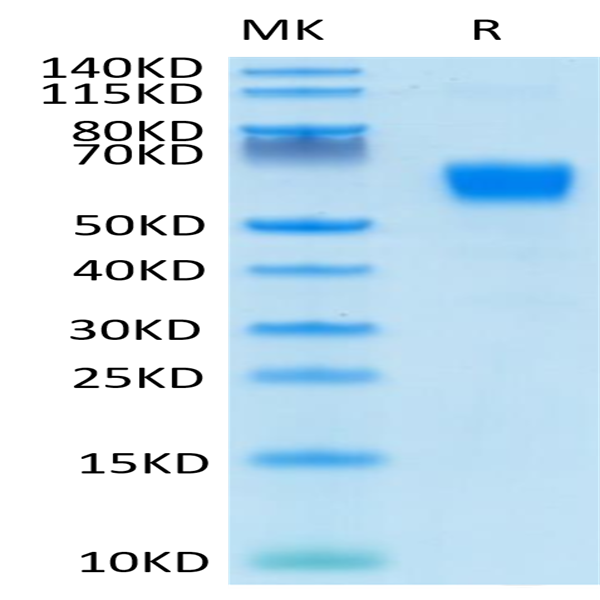 Human/Cynomolgus/Rhesus macaque CD28 Protein (CD8-HM228)