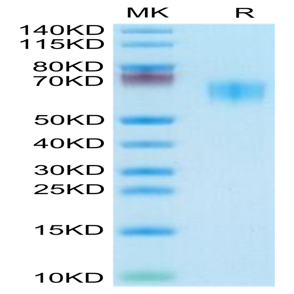 Human/Cynomolgus/Rhesus macaque CD28 Protein (CD8-HM328)