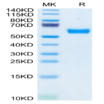 Mouse CD83 Protein (CD8-MM283)