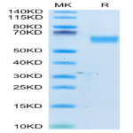 Human CD98 Protein (CD9-HM198)