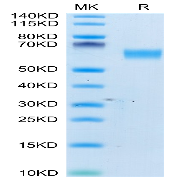 Human CD98 Protein (CD9-HM198)