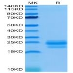 Human CD99/MIC2 Protein BP005175 Syd Labs