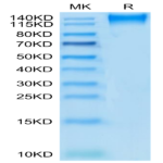 Human CD96/TACTILE Protein (CD9-HM396)