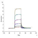 Biotinylated Human CD93/C1q R1 Protein BP004409 Syd Labs