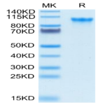 Biotinylated Human CD93/C1q R1 Protein (CD9-HM493B)
