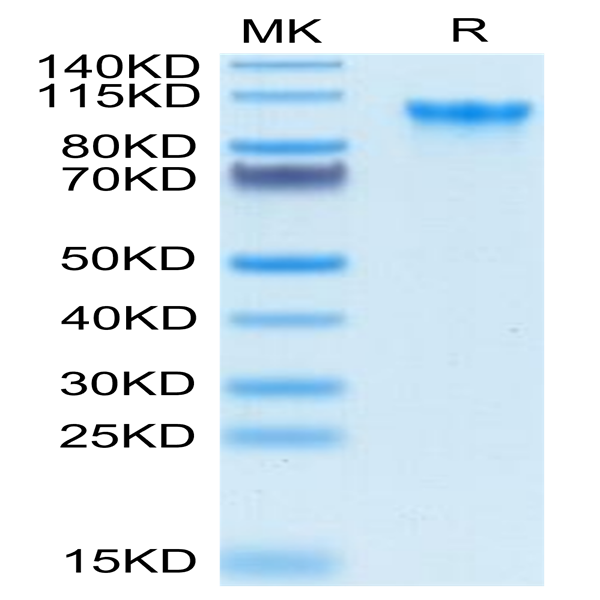 Biotinylated Human CD93/C1q R1 Protein (CD9-HM493B)