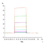 Cynomolgus Fc gamma RIIA/CD32a Protein BP005067 Syd Labs