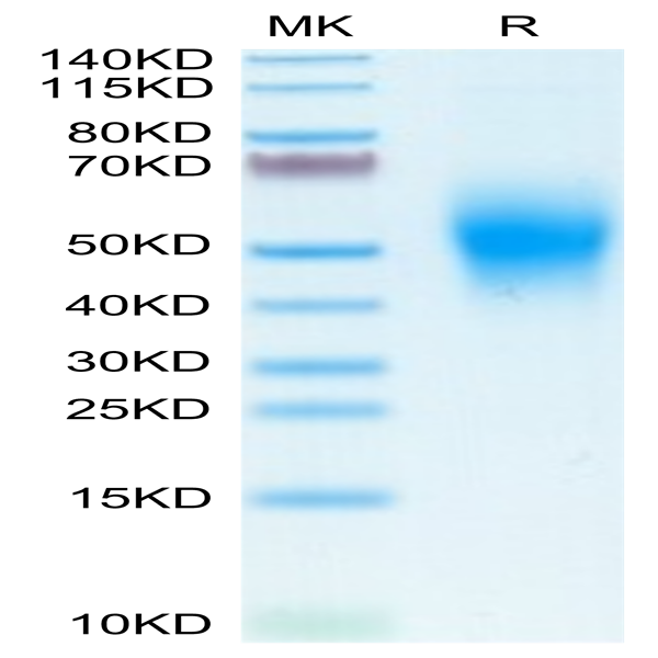 Human CD300A Protein (CDA-HM101)