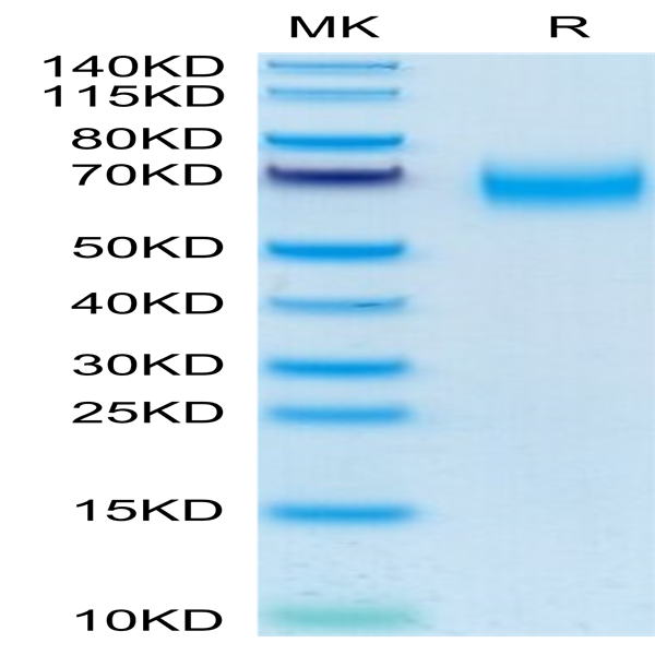 Human CD300A Protein (CDA-HM201)