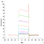 Human Fc gamma RIIA/CD32a (H167) Protein BP005443 Syd Labs