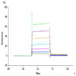 Human Fc gamma RIIA/CD32a (H167) Protein (CDA-HM432)