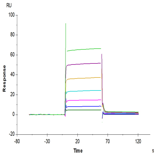 Human Fc gamma RIIA/CD32a (H167) Protein (CDA-HM432)