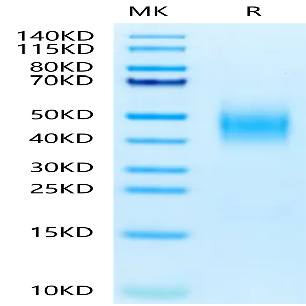 Human CD300A Protein (CDA-HM601)