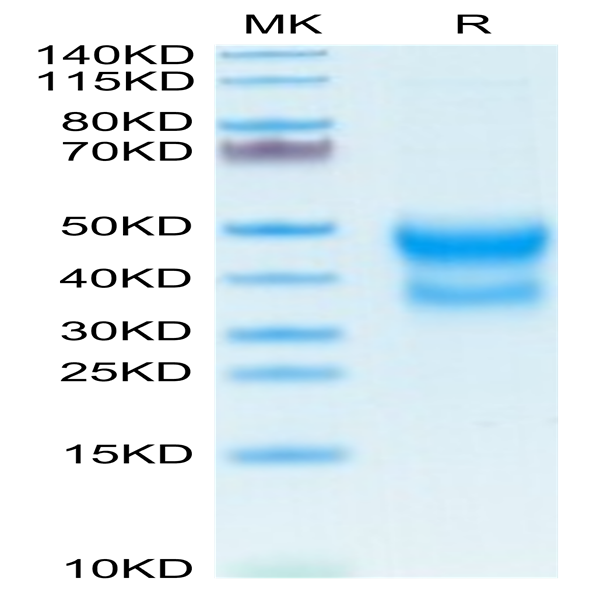 Mouse CD300A Protein (CDA-MM101)