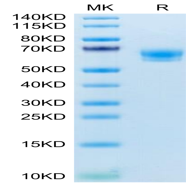 Mouse CD300A Protein (CDA-MM201)