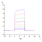 Cynomolgus Fc gamma RIIB Protein BP004209 Syd Labs