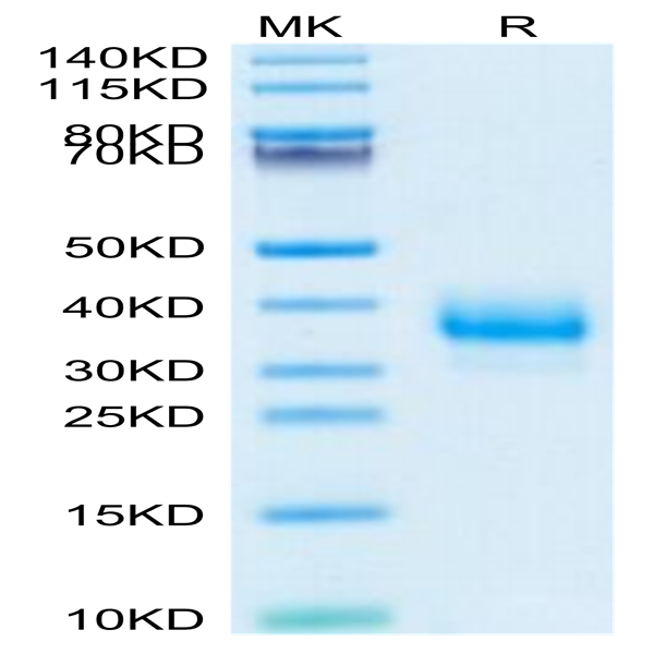 Cynomolgus Fc gamma RIIB Protein (CDB-CM101)