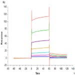 Human Fc gamma RIIB/CD32b Protein BP005389 Syd Labs