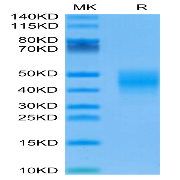 Mouse Fc gamma RIIB/CD32b Protein (CDB-MM101)