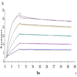 Human CDCP1 Protein BP005764 Syd Labs