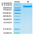 Human CDCP1 Protein (CDC-HM101)