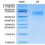 Human CDCP1 (30-368) Protein (CDC-HM10D)