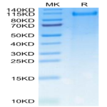 Rat CDCP1 Protein (CDC-RM101)