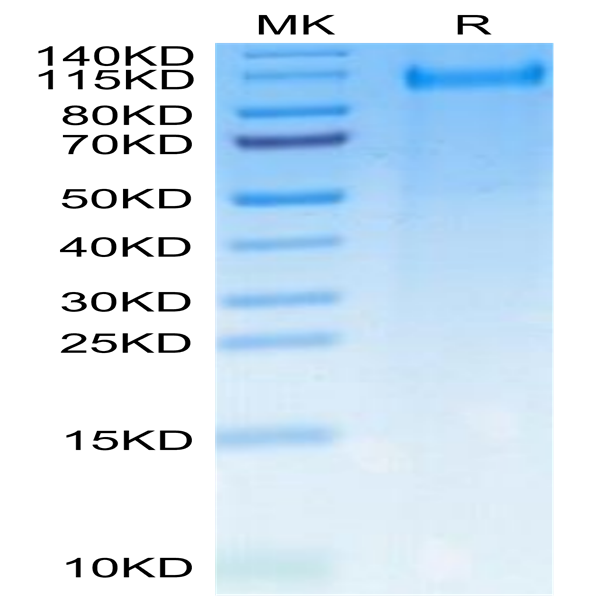 Rat CDCP1 Protein (CDC-RM101)