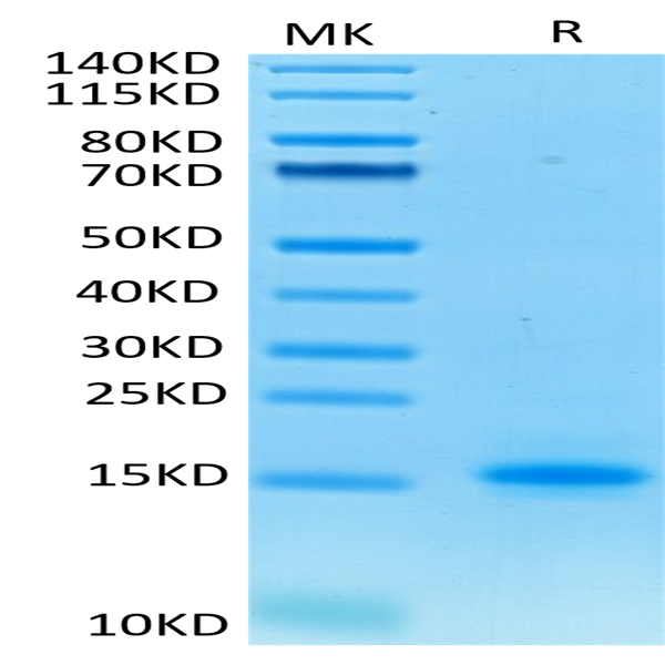 Cynomolgus CD3E/CD3 epsilon Protein (CDE-CM101)