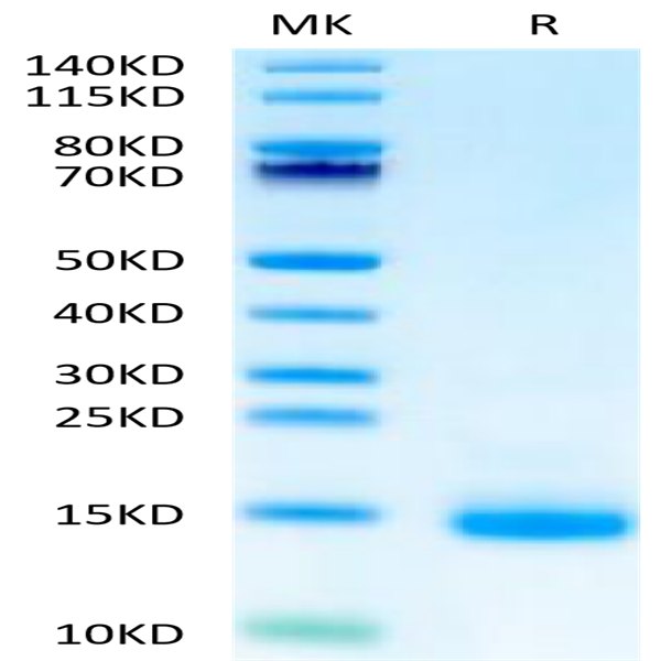 Biotinylated Cynomolgus CD3E/CD3 epsilon Protein (Primary Amine Labeling) (CDE-CM101B)