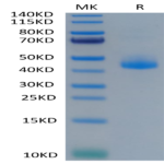 Cynomolgus CD3E/CD3 epsilon Protein (CDE-CM201)